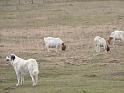 047-Dog & Goats